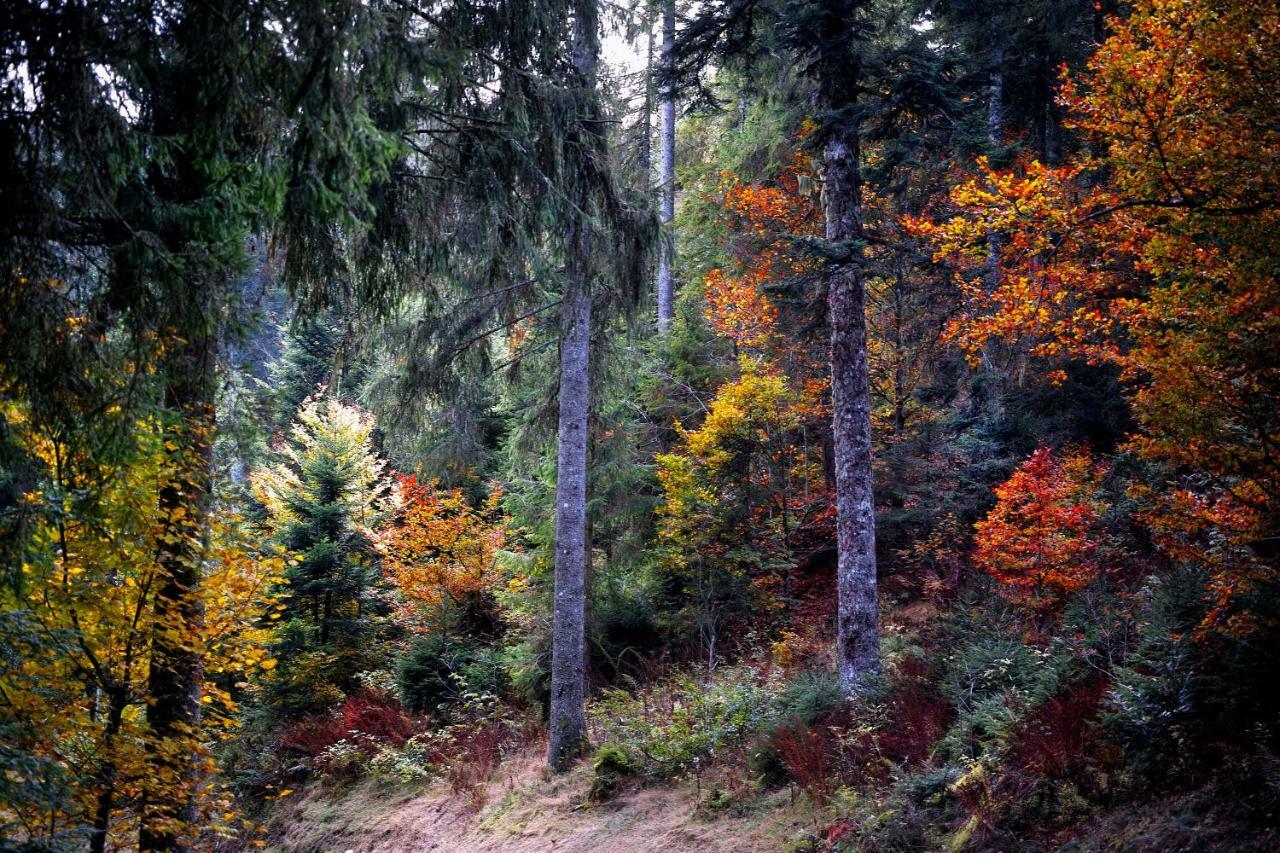 C1 Albmatte-Fewo Sauna, Hallenbad Aussenbecken Massagen Nebenan Menzenschwand-Hinterdorf Екстериор снимка